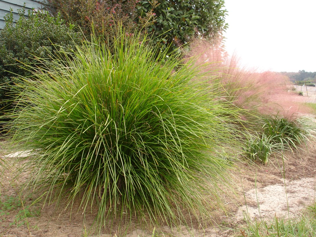 Lomandra